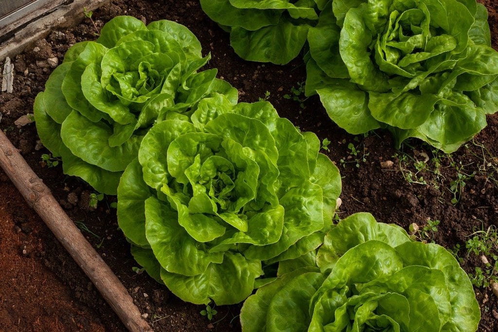 Créer un potager bio et écoresponsable chez soi