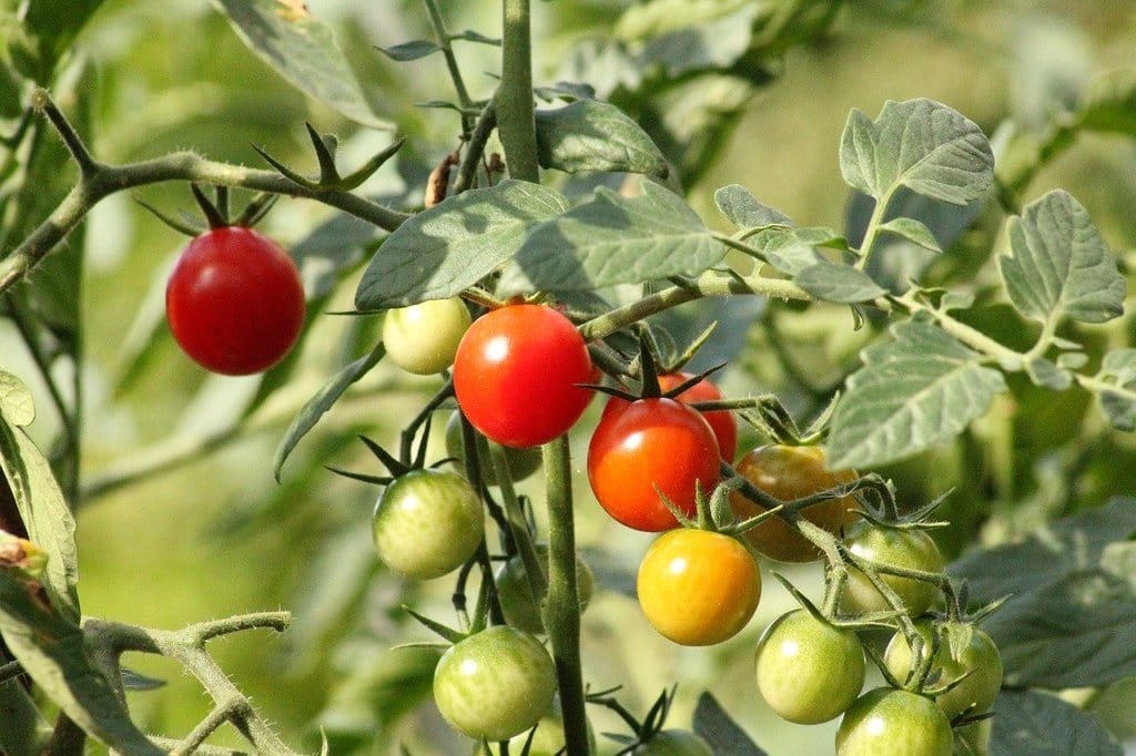 Comment adopter la permaculture pour un jardin durable ?